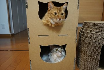 ねこもふタワーの画像