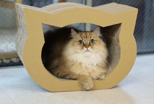 ねこもふドームの画像