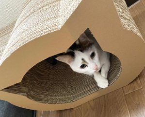 ねこもふドーム画像