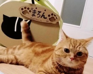 猫に小判画像