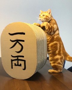 猫に小判画像