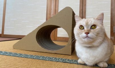 ねこもふすべり台の画像