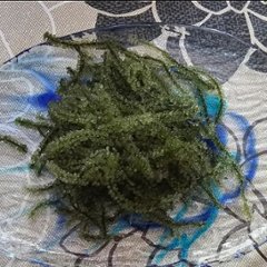 業務用 海ぶどう 500g×2個セット みやぎ商店 沖縄 生海ぶどう 通販 送料無料画像