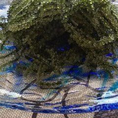 業務用 海ぶどう 500g×2個セット みやぎ商店 沖縄 生海ぶどう 通販 送料無料画像