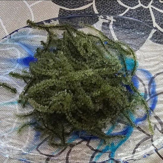 海ぶどう 80g みやぎ商店 お試し 沖縄 生海ぶどう 通販  送料無料画像