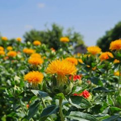 【国産】巡る紅花ブレンド茶　更年期世代のくつろぎと温活時間に　TB2個入画像
