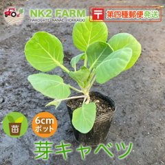 農家栽培の苗 芽キャベツの苗の画像