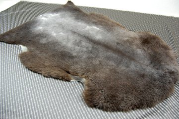 刈毛ムートン　1枚物ラグ（92cm）の画像