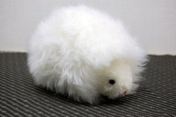 ムートン　ドール（ヘッジホッグ）画像