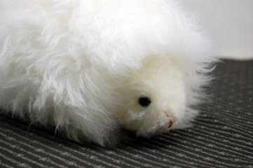 ムートン　ドール（ヘッジホッグ）画像