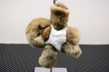 レッキス　チャーム（チンパンジー）の画像