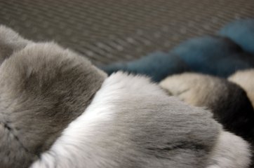 チンチラ　マフラー画像