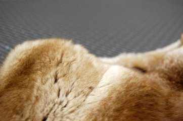 シナモンチンチラ　ロングマフラー画像
