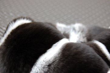 ブラックパールチンチラ　ダブルフェイスマフラー画像
