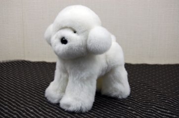 レッキス　ドール（ビションフリーゼ）の画像