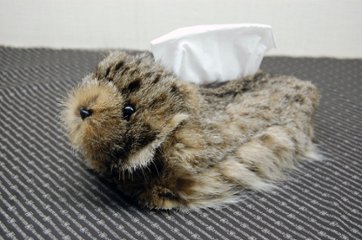 リンクスキャット　ベアフェイスティッシュボックスカバーの画像
