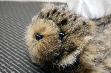 リンクスキャット　ベアフェイスティッシュボックスカバー画像