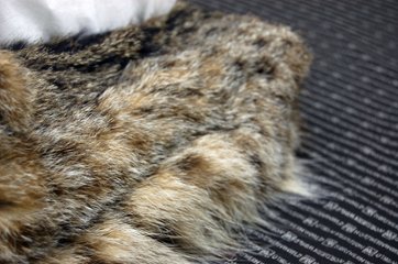 リンクスキャット　ベアフェイスティッシュボックスカバー画像