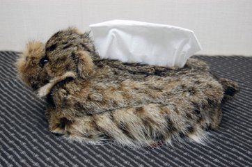 リンクスキャット　ベアフェイスティッシュボックスカバー画像