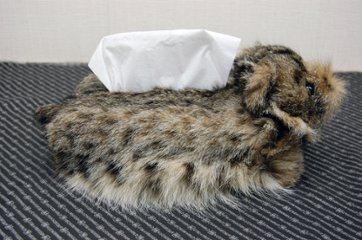 リンクスキャット　ベアフェイスティッシュボックスカバー画像