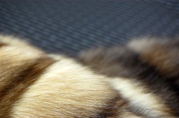 ロシアンセーブル　ロングマフラー画像