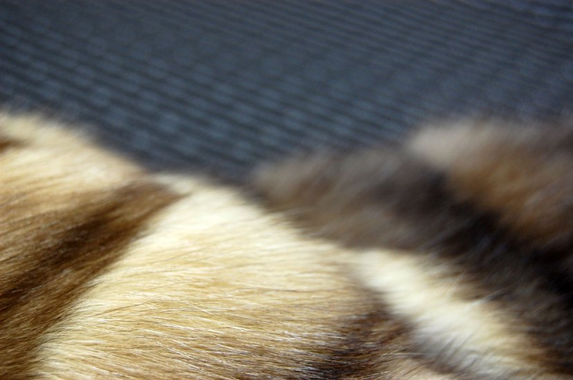 ロシアンセーブル　ロングマフラー画像