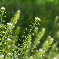 なずな花咲く（酸素をはこぶ写真・ミニ四角額）画像