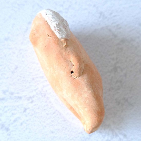 ｃｏｍｏｄｏ族画像