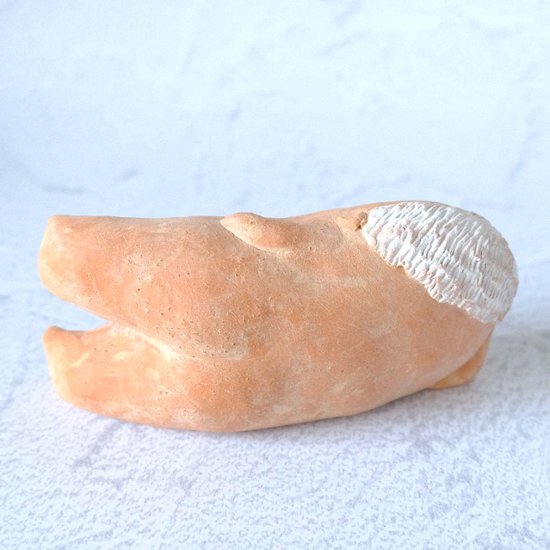 ｃｏｍｏｄｏ族画像