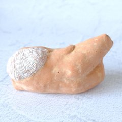 ｃｏｍｏｄｏ族画像