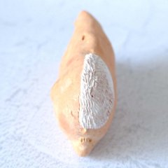 ｃｏｍｏｄｏ族画像