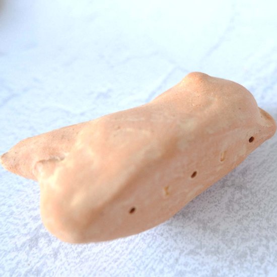 ｃｏｍｏｄｏ族画像