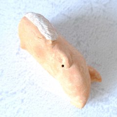 ｃｏｍｏｄｏ族画像