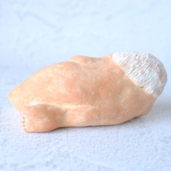 ｃｏｍｏｄｏ族画像