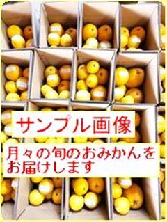 旬のみかん定期便ミニ１月～５月号の画像