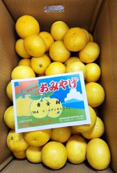 黄金柑5ｋｇ箱Lサイズの画像