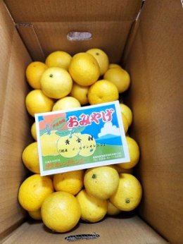 黄金柑5ｋｇ箱2Lサイズの画像