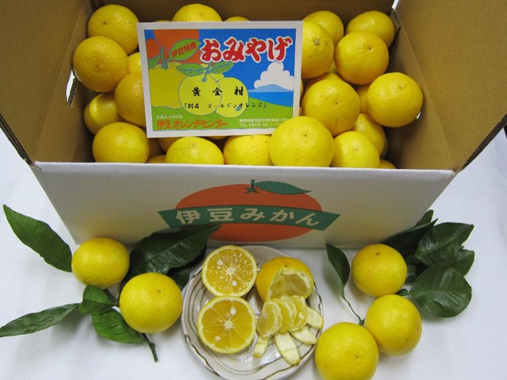 黄金柑5ｋ箱2Lサイズ画像