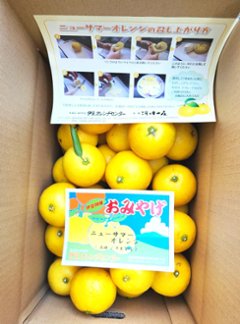 ニューサマーオレンジ早生5ｋｇ箱の画像