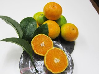 極早生温州みかん(品種：日南）の画像