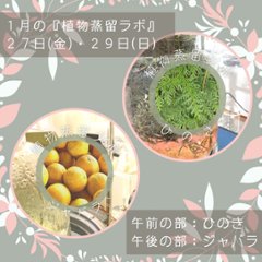 終了【植物蒸留ラボ】２０２３年１月ワークショップ「ひのきの葉・ジャバラ」の画像