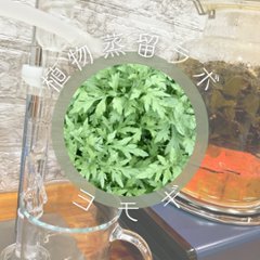 終了【植物蒸留ラボ】２０２３年４月ワークショップ「ヨモギ・椿」画像