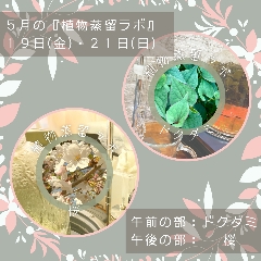 終了【植物蒸留ラボ】２０２３年５月ワークショップ「どくだみの花・桜」の画像