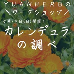 終了【季節の手しごとワークショップ「カレンデュラの調べ」ランチ付き】２０２４年４月ワークショップの画像