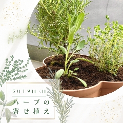 終了【季節の手しごとワークショップ「ハーブの寄せ植え」ランチ付き】２０２４年５月ワークショップの画像