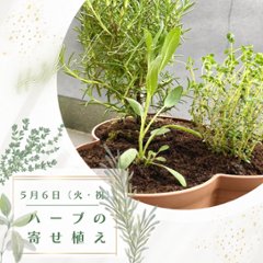 募集中【季節の手しごとワークショップ「ハーブの寄せ植え」ランチ付き】２０２５年５月ワークショップの画像