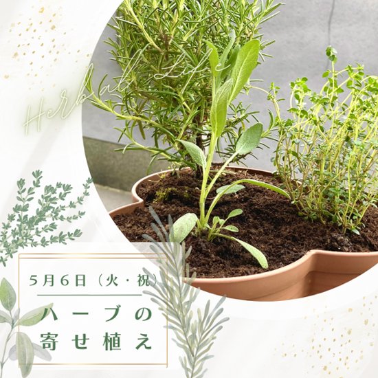 募集中【季節の手しごとワークショップ「ハーブの寄せ植え」ランチ付き】２０２５年５月ワークショップ画像