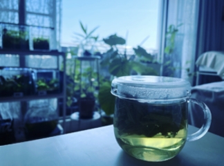 CARA-CARO認定　大阪深江橋教室・メディカルハーブティ講座　全２１回の画像