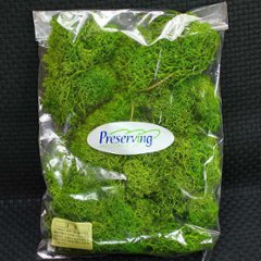 アイスランドモス フレッシュグリーン 山苔の画像