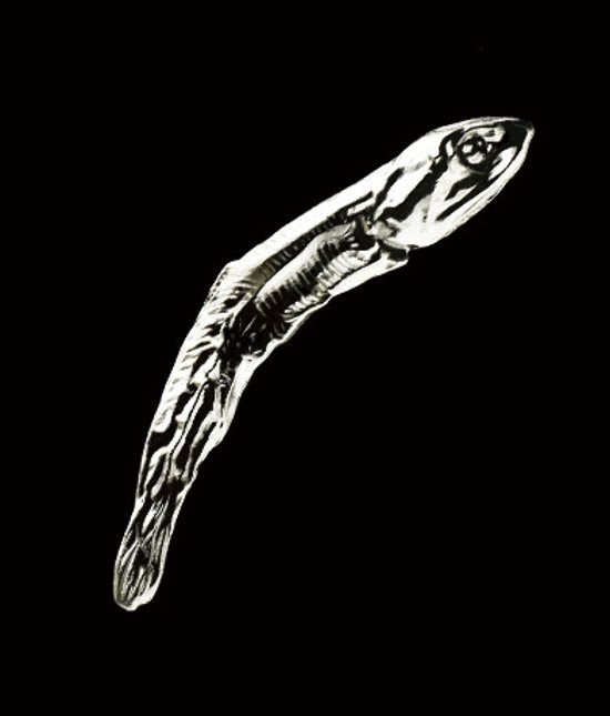 メタルナニボシ 全5種コンプリートセット キタンクラブ カプセルトイ ガチャガチャ ガシャポン ガチャポン 【新品同様品】画像